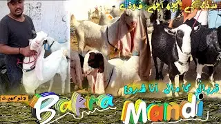 Lalukheit Bakra Mandi Karachi l Aaj Mandi Me Howe Achey Sodey l Season 2026 Bismillahcattle 