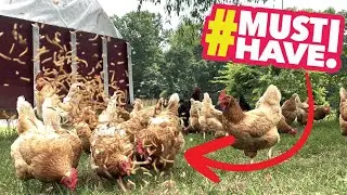 High Protein Dried Mealworm Chicken Feed, Premium Organic Non-GMO, No Additives, Thicker Eggshells