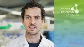 Joris van der Veeken | Scientist Snapshot | IMP, Vienna BioCenter