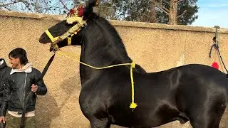 مباشرة سوق ثلاتاء الخميسات يوم كان حماسي كاين ميتشاف و شرويط حاضر