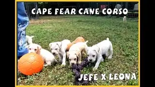 Our Straw Litter - Jefe x Leona