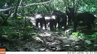 chimpanzee geophagy