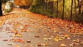 Kashmir's  Autumn Season