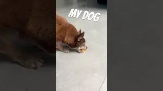 My dog is crazy #funny #teddy #dog #stolen #lol #dogshorts #shorts #viral