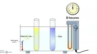 Digestion in-vitro du blanc d&rsquo;&oelig;uf par la pepsine