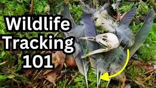 Hawk, Coyote, or Weasel? 3 Tips to ID Any Bird Kill