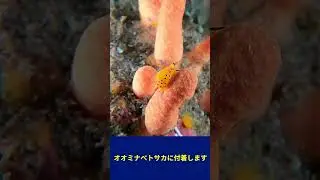 クロマルケボリ  Primovula panthera  #Shorts　#貝の生態　#貝のオンライン図鑑　#ビーチコーミング　#Shelldiving