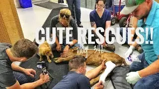 CUTE RESCUES! vlog 342