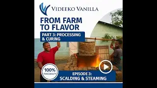 🌱 Madagascar Vanilla Bean Processing & Curing: From Farm to Flavor &ndash; Part 3: 🎬 Episode 3