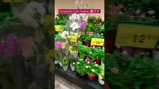 #flower #flowers #princess #rose #orchid #daisy #pink #vlog #shopping #calgary #canada #&ccedil;i&ccedil;ek #love