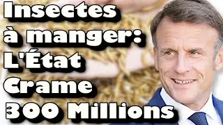 Ynsect : Le SCANDALE de la Start Up Nation de Macron