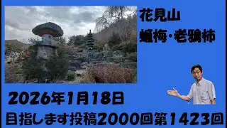 花見山　蝋梅・老鴉柿　2026/01/18