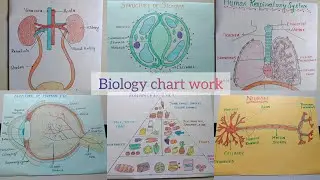 biology 6-9th chart works tlm