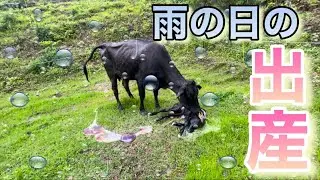 今月3頭目の出産
