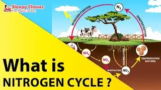 What is Nitrogen Cycle?