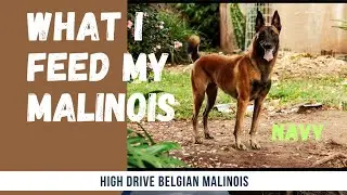 What do I feed my high drive Belgian Malinois?