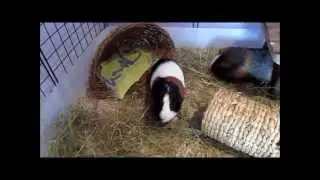 Testing Out Aspen Bedding for the Guinea Pigs C&C Cage!
