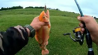 Ловля форели на платнике. Рыбалка на новом платнике Fiskegaarden Put & Take.