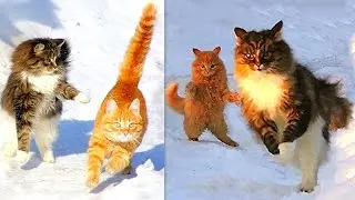 Winter Siberian farm Cats , Koshlandia, ЗИМА И Сибирские деревенские Кошки