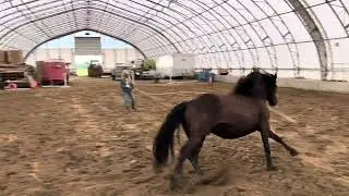 Canadian horse