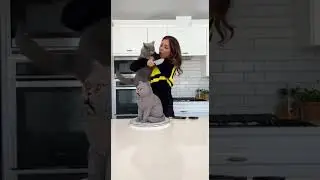 Cat Protects &lsquo;Friend&rsquo; Cake and ATTACKS! 😂🐱#viralvideos #shorts #catcake #forypage