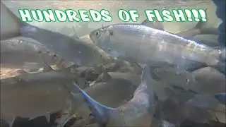 Fishing For Blueback HERRING!!!