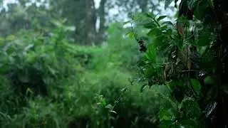 Fresh Rain on Forest Leaves |  Peaceful Nature Scene in Sri Lanka💚@