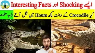 मगरमच्छ के दांत 🔥😱 Why America Richest Country | Mudassir Talks