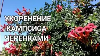 🌺🌺🌿СУПЕР!!! ЛЕГКОЕ УКОРЕНЕНИЕ КАМПСИСА ЗЕЛЕНЫМИ ЧЕРЕНКАМИ. УКОРЕНЕНИЕ ЗА ТРИ НЕДЕЛИ.