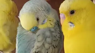 Love Birds | Australian Parrots | Budgies Breeding Pair | Budgies Family🦜🐦😘💕
