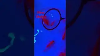 New! Glofish Barbus Super Fire Red. #glofish #barbus #fish #fire #глофиш #барбус #аквариумнаярыбка
