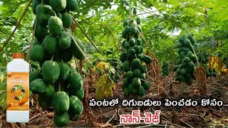 ఉద్యాన మరియు కూరగాయ పంటలో అదిక దిగుబడులు కోసం నాన్-వెజ్ #Non-veg ||AGRI GURU||