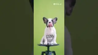 3 interesting facts about your dog's hearing.🤔🐕❤