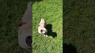 Naz Mila ve Şila nin yanına gelişi
