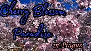 Cherry Blossom Paradise. Prague's Hidden Oasis.