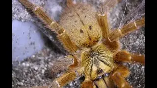 Top 5 Handleable Tarantulas in my Collection with The Deadly Tarantula Girl
