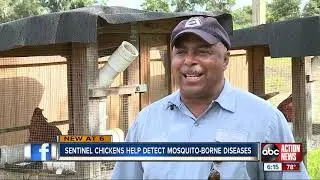 Sentinel chickens help detect mosquito-borne diseases