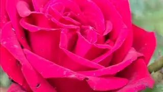 Shakuntala kaushik  is live