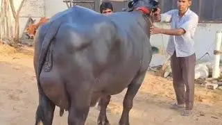 Pure Neeli Ravi buffalo for sale in Punjab Pakistan on YouTube 