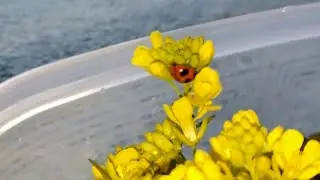 てんとう虫さん🐞、代替えの餌食べてくれるかな？
