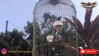 SUARA BURUNG : Burung Cendet Gacor Speed Rapat