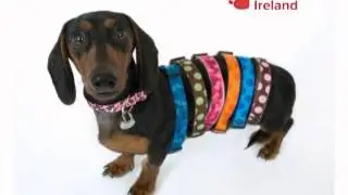Dog Collars at Pet Sitters Ireland Online Pet Boutique