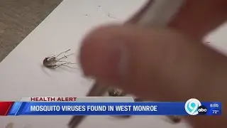 EEE and West Nile Virus found in Oswego County mosquitoes