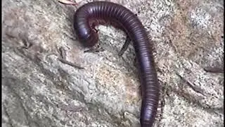 Giant Millipede Facts - millipede vs centipede - CTnaturalist Archives
