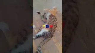 karodpati to banke rahunga 😂😂 shorts #youtubeshorts #shortvideo #catvideos #cats#funny #catlovers