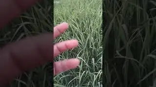 زراعة البلوبنك