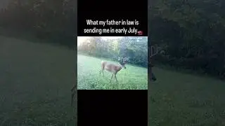 UNBELIEVABLE Early July MONSTER Velvet Buck