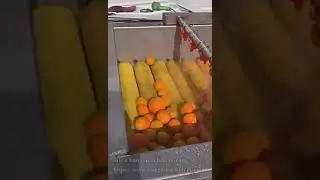 Fruit Cleaning Orange Washing Machine #orangewashingmachine #fruitwashingmachine