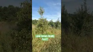 Trees Have Doubles In Height in Two Years!! #homesteadingvlog #homesteading #land #trees #nature