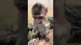 Baby monkey sitting and playing